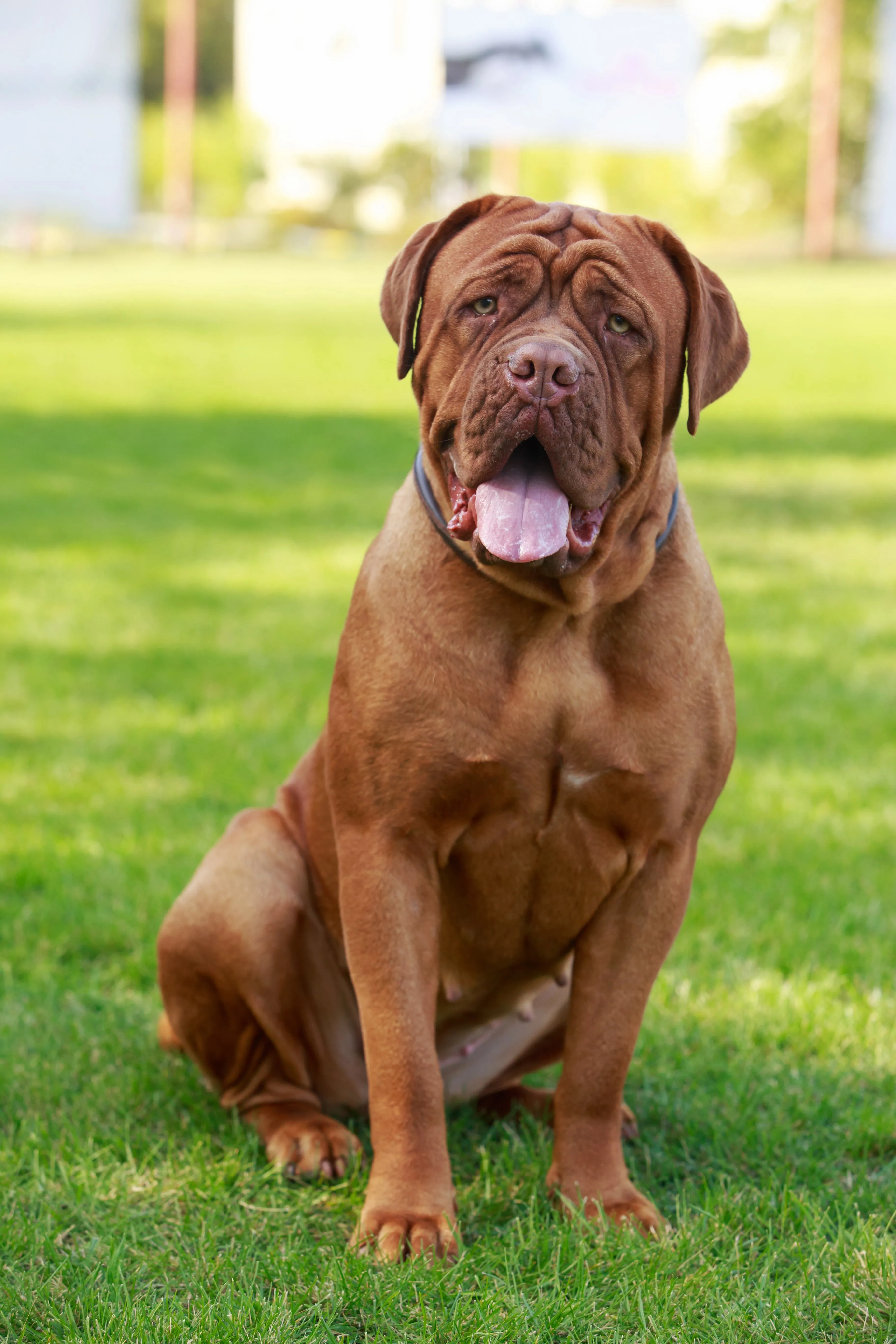 Brown French Mastiff dog sits on green grass looking forward with tongue out