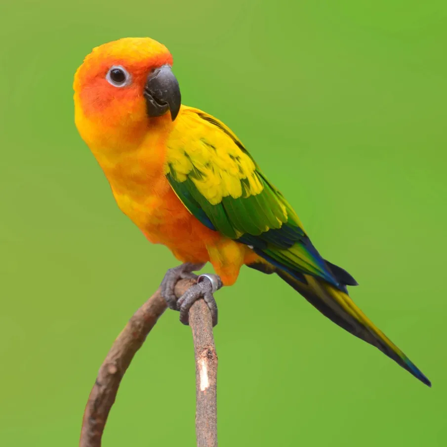 A bright orange and yellow Conure parrot with green and blue wing tips perches on a branch