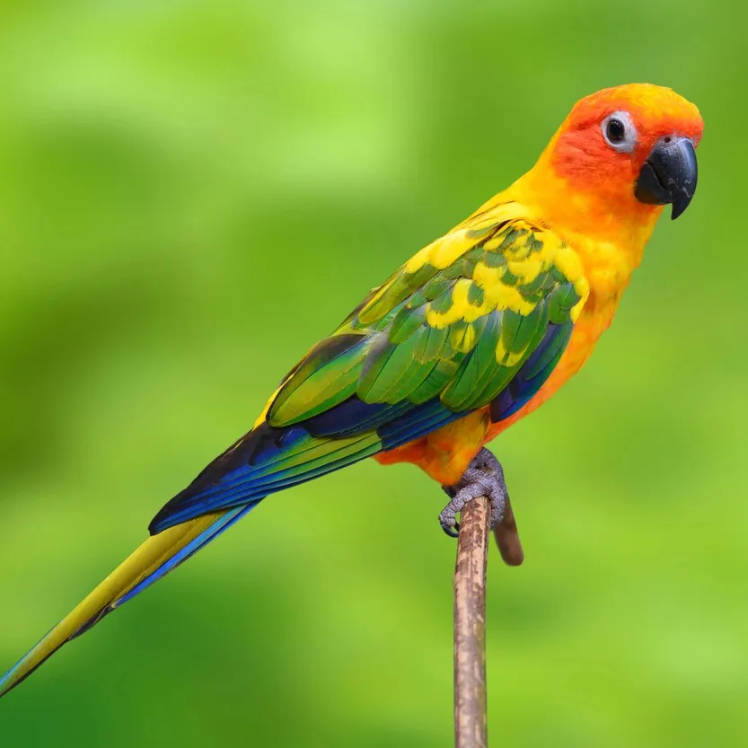 A bright orange and yellow Conure with green and blue wings perches on a stick