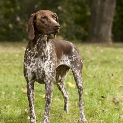 Brown and white German Shorthaired Pointer with floppy ears standing on grass