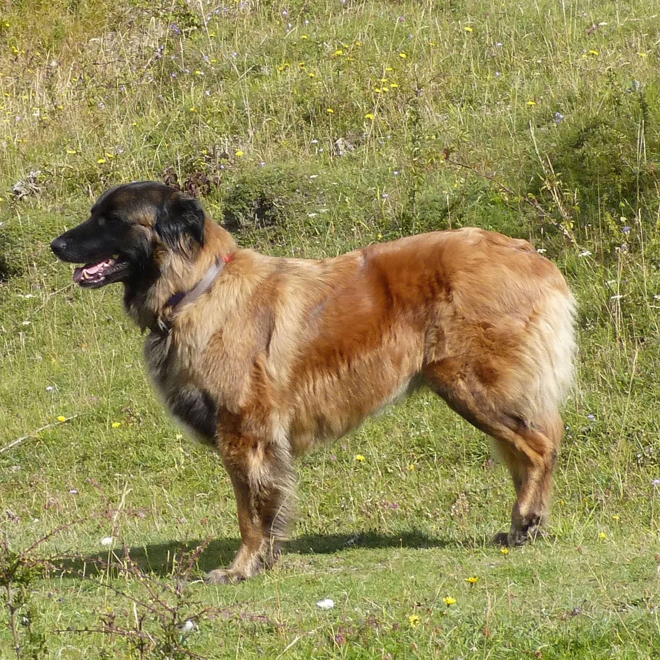 Large tan Estrela Mountain Dog with a dark face stands on a grassy hillside