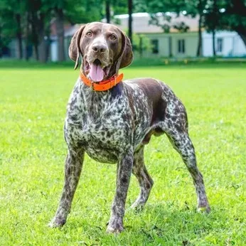 Brown and white German Shorthaired Pointer with orange collar stands on grass