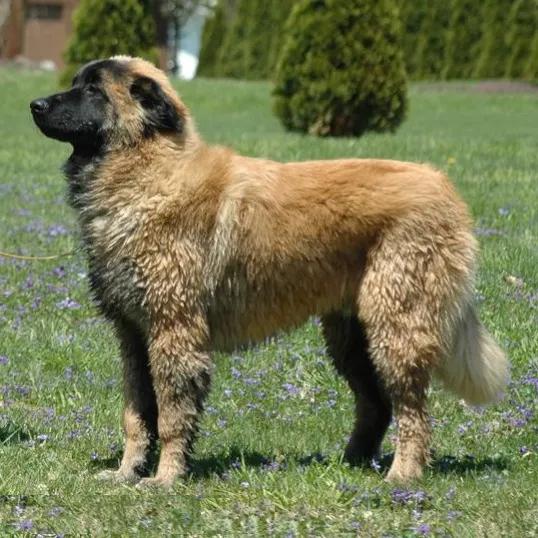 Large tan Estrela Mountain Dog with a black face stands on a grassy field