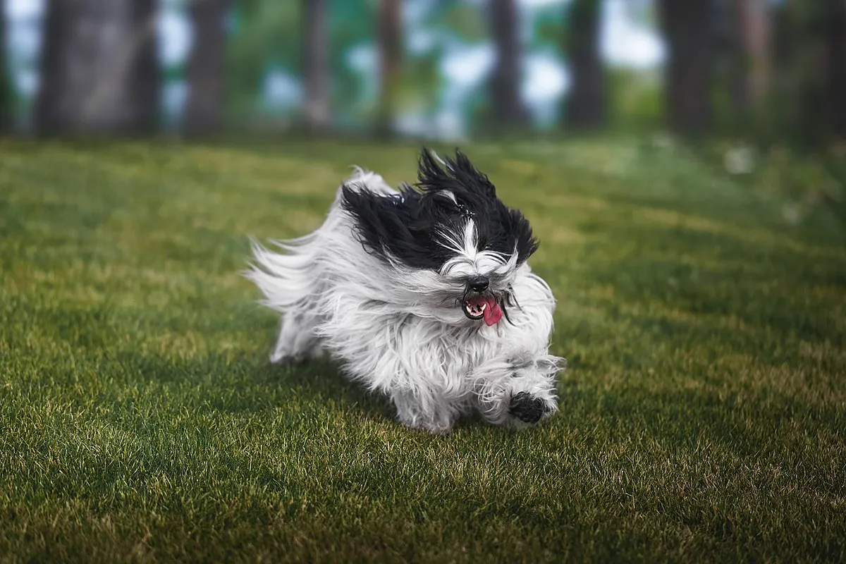 A small fluffy black and white dog with its tongue out runs quickly across a green lawn
