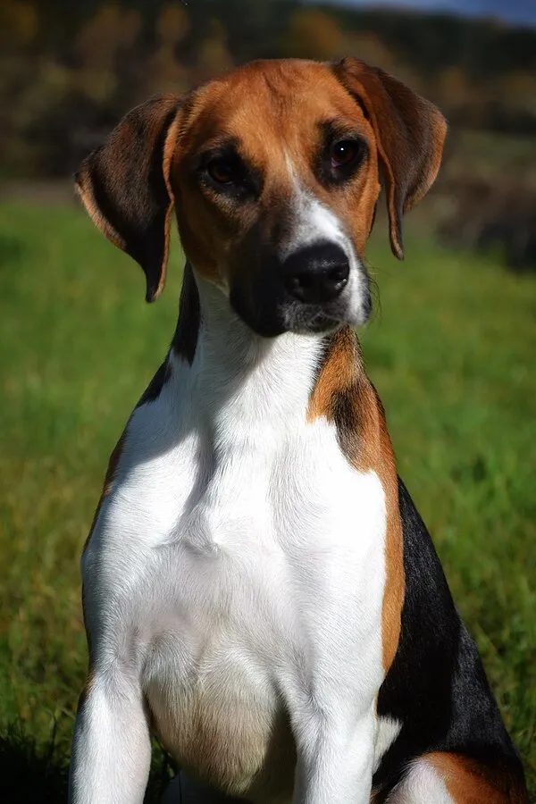 A close up of a tri colored Harrier dog with brown ears a white chest and a black back