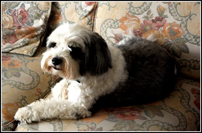 A fluffy medium sized dog with white and gray fur and a mustache lies comfortably