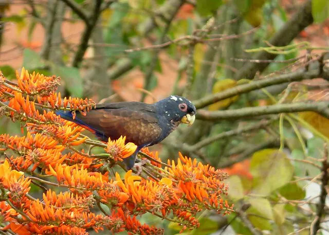 A dark blue Pionus parrot with reddish brown wings perches among bright orange flowers