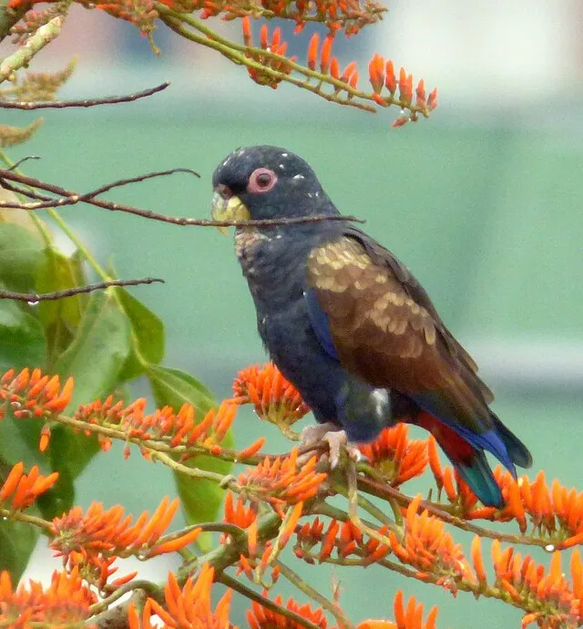 A dark blue Pionus parrot with reddish brown wings perches on a branch with orange flowers