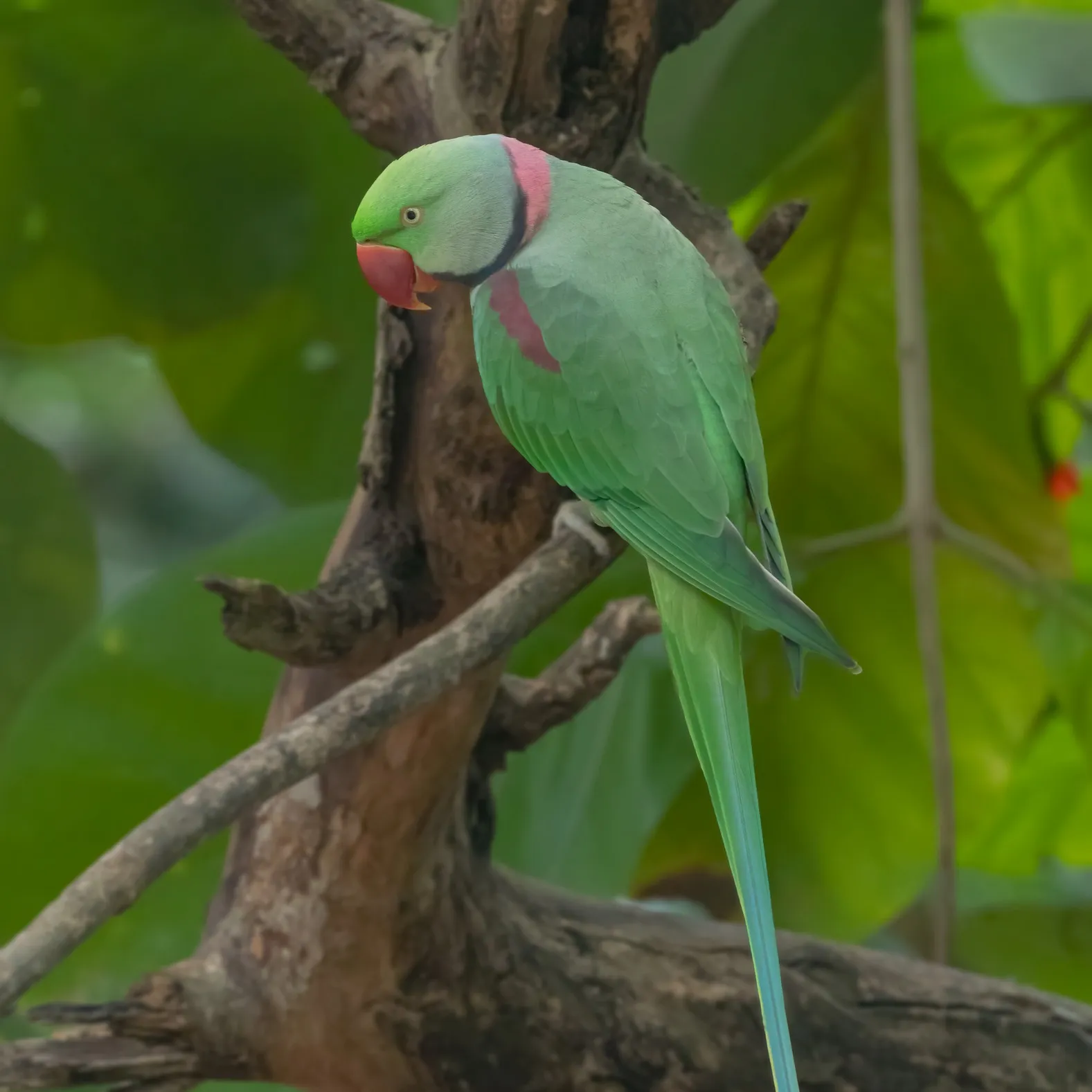 A green Alexandrine parakeet with a pink and black collar perches on a tree branch