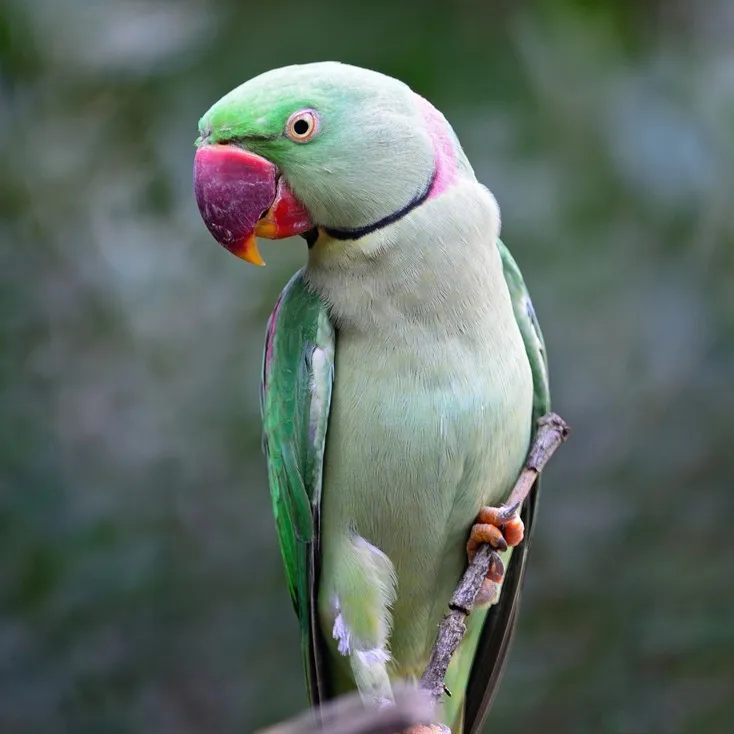 An Alexandrine parakeet with light green plumage and a prominent red beak perches vertically