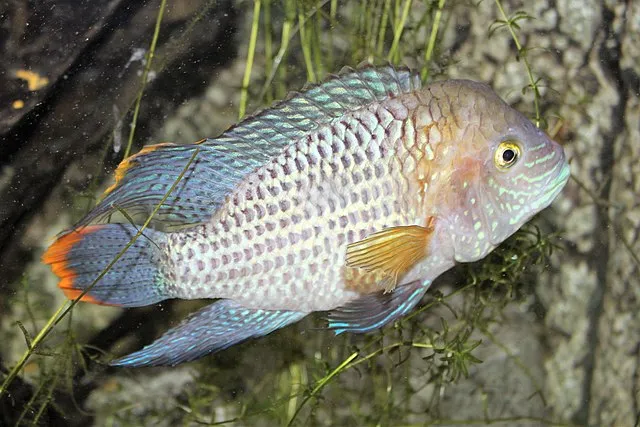 Green Terror Cichlid with shimmering blue and green scales swimming near plants