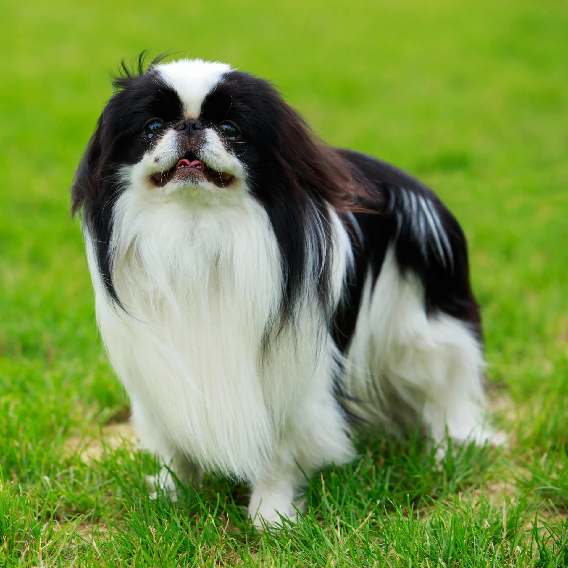 Black and white long haired Japanese Chin with a short muzzle stands on green grass
