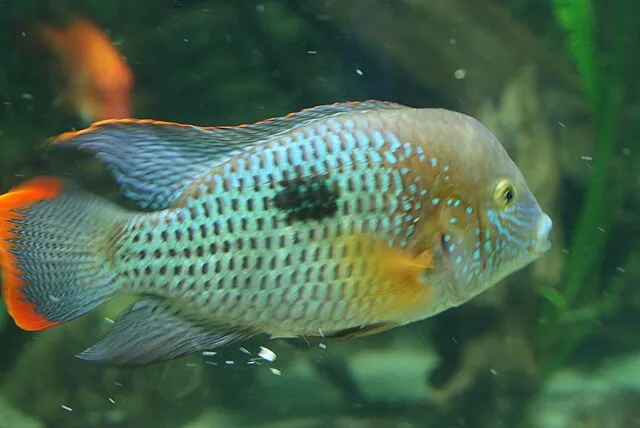 Green Terror Cichlid showing blue body and orange fins in aquarium