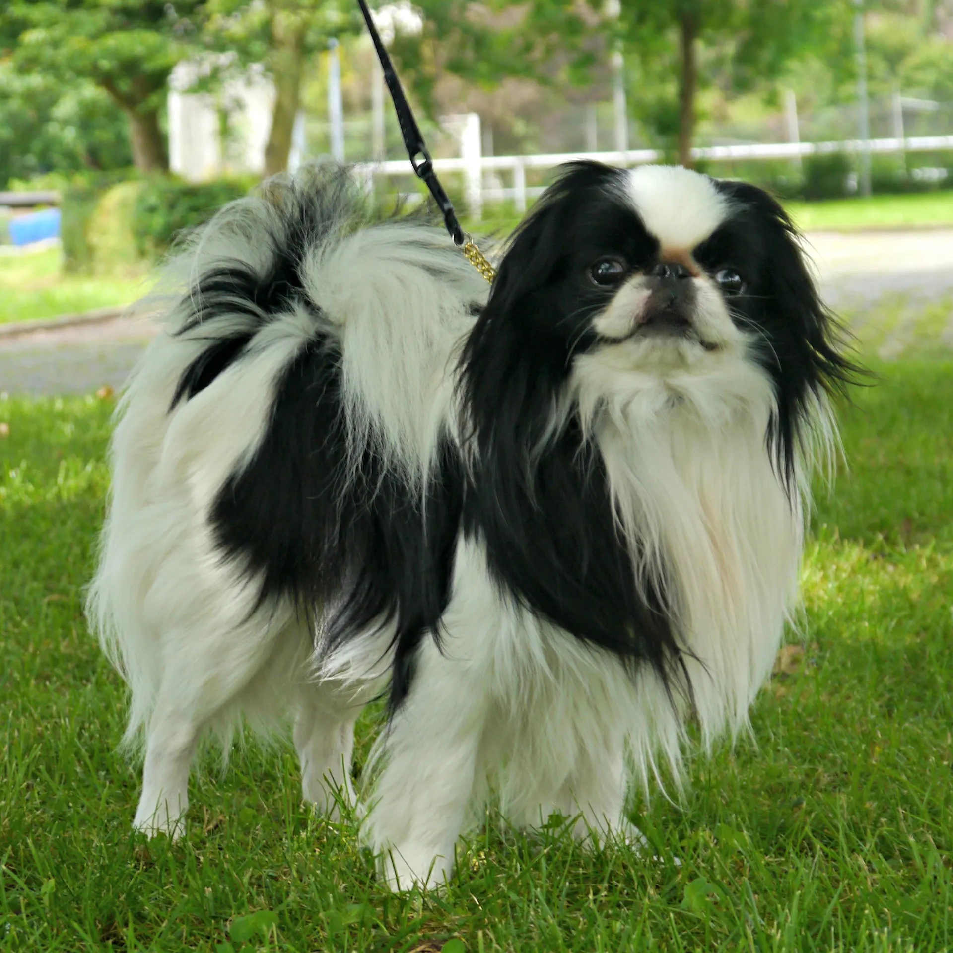 Black and white long haired Japanese Chin with a short muzzle looks forward