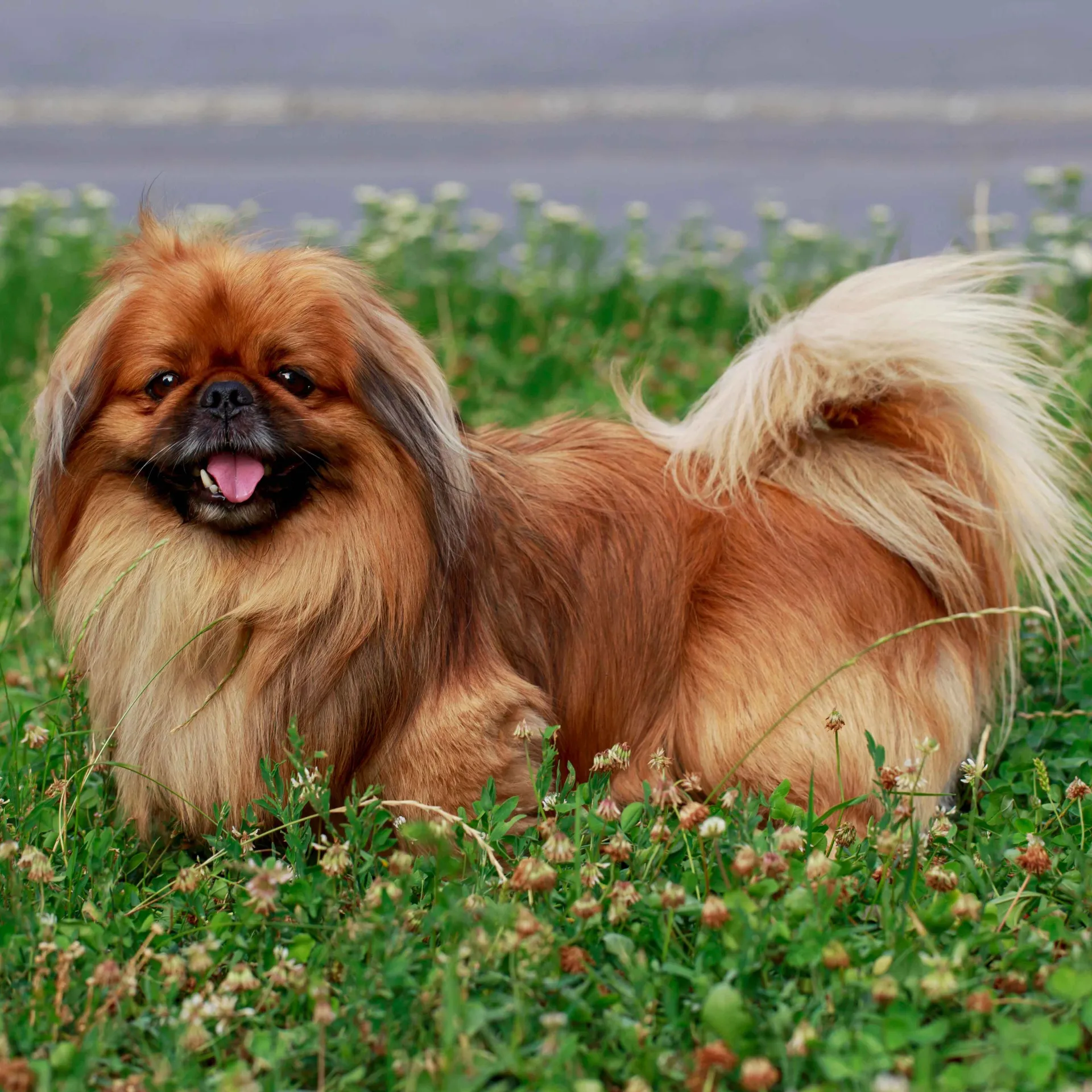 Happy tan long haired Pekingese lies panting in a field of green grass and small flowers