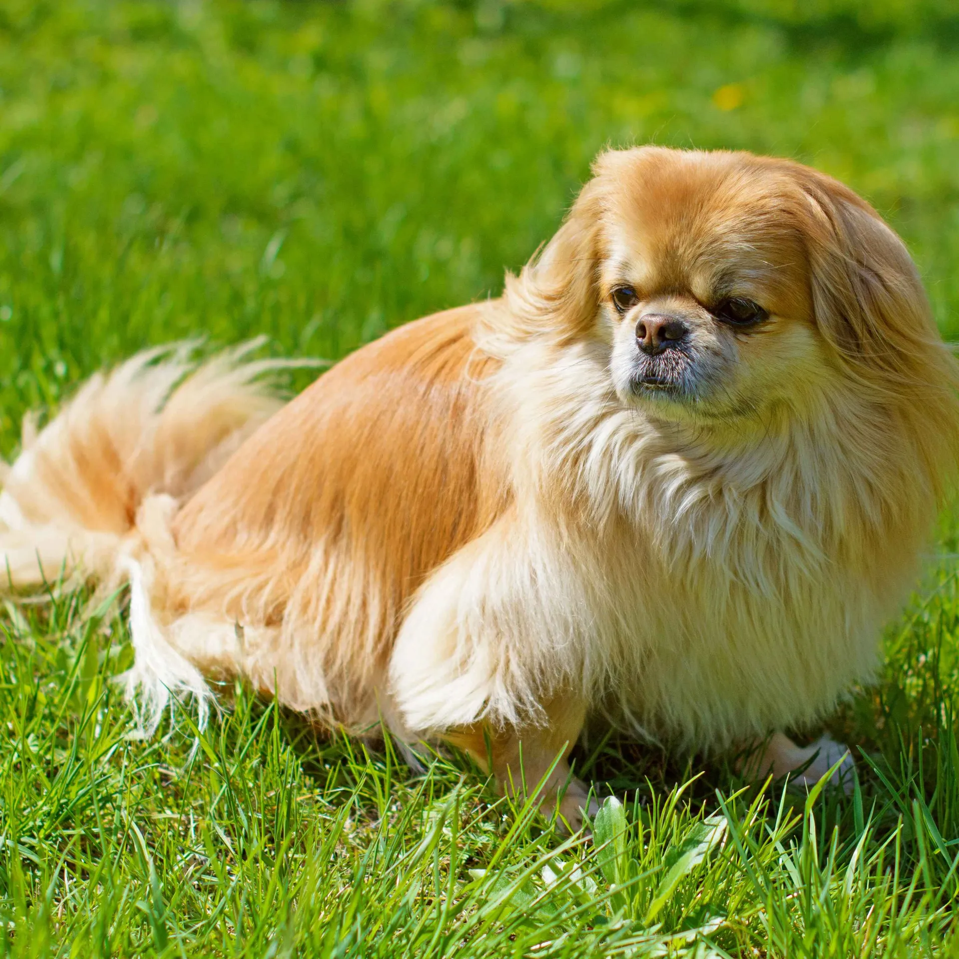 Tan long haired Pekingese lies on bright green grass looking to the right