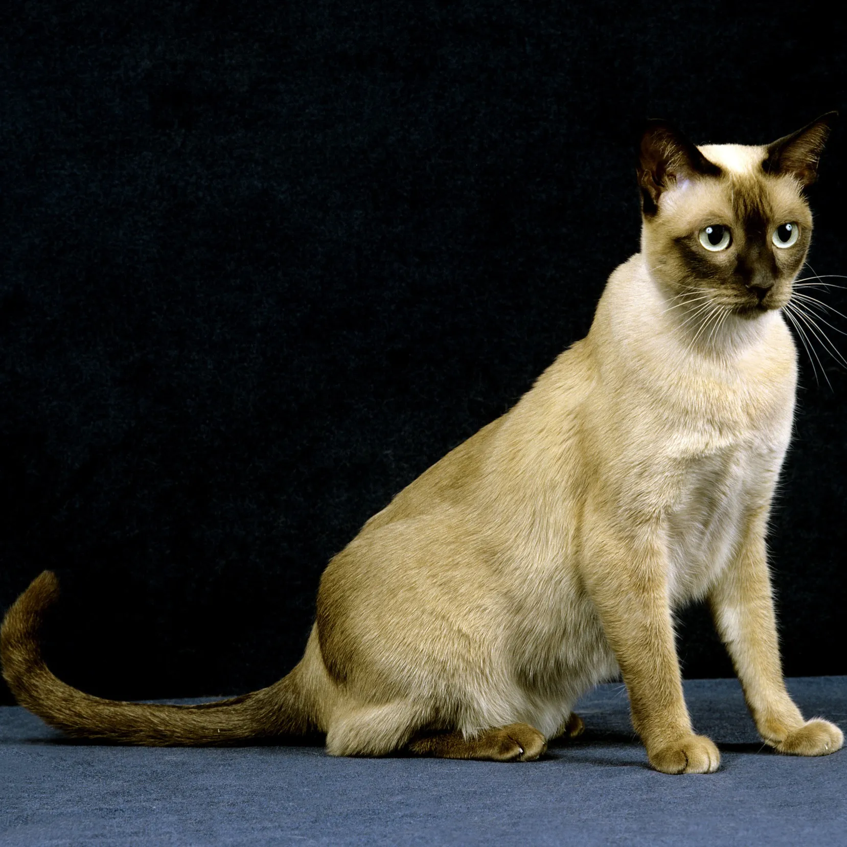 Light brown Tonkinese cat with dark points and blue eyes sits looking right