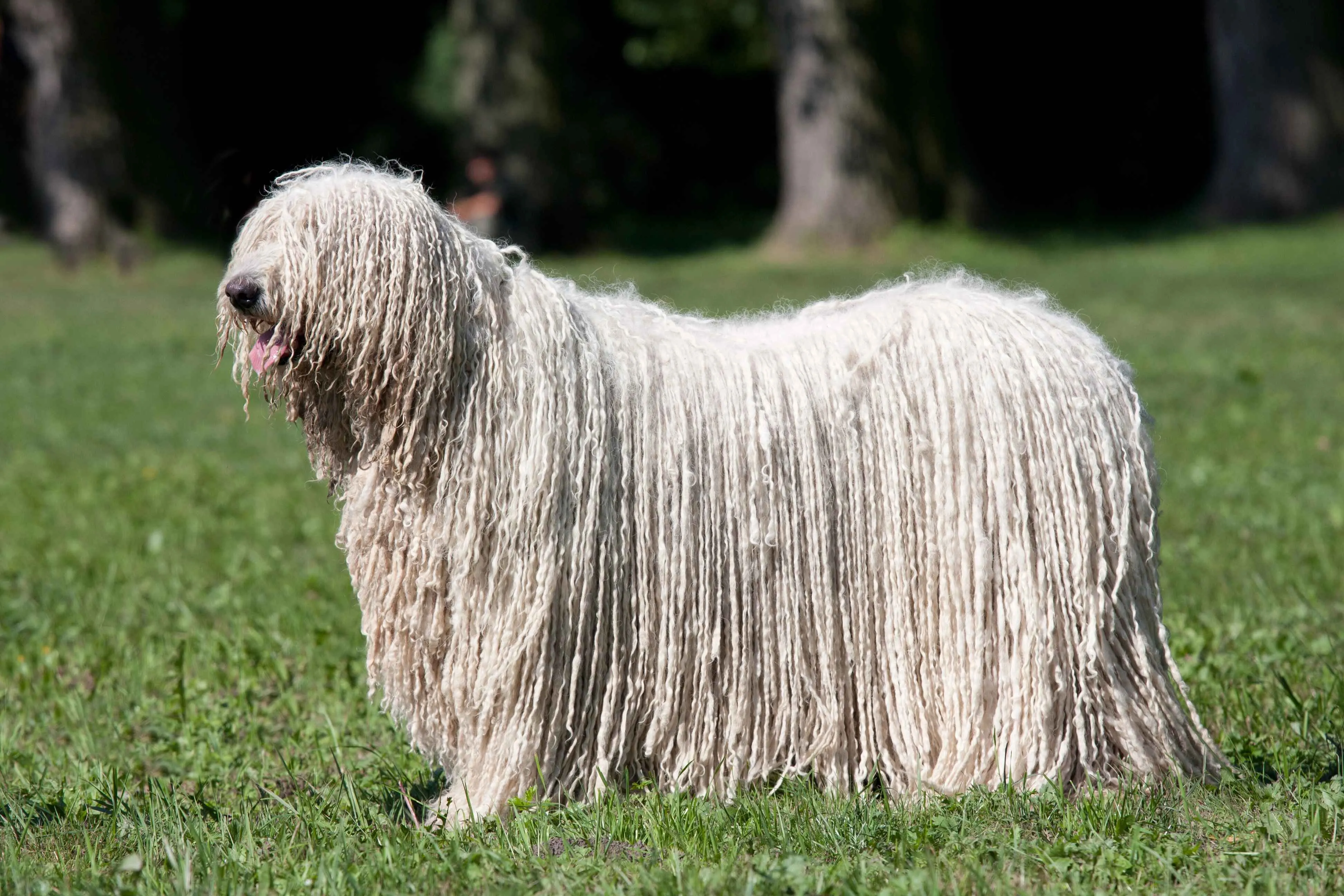 Large white dog with long matted corded fur stands on a green field