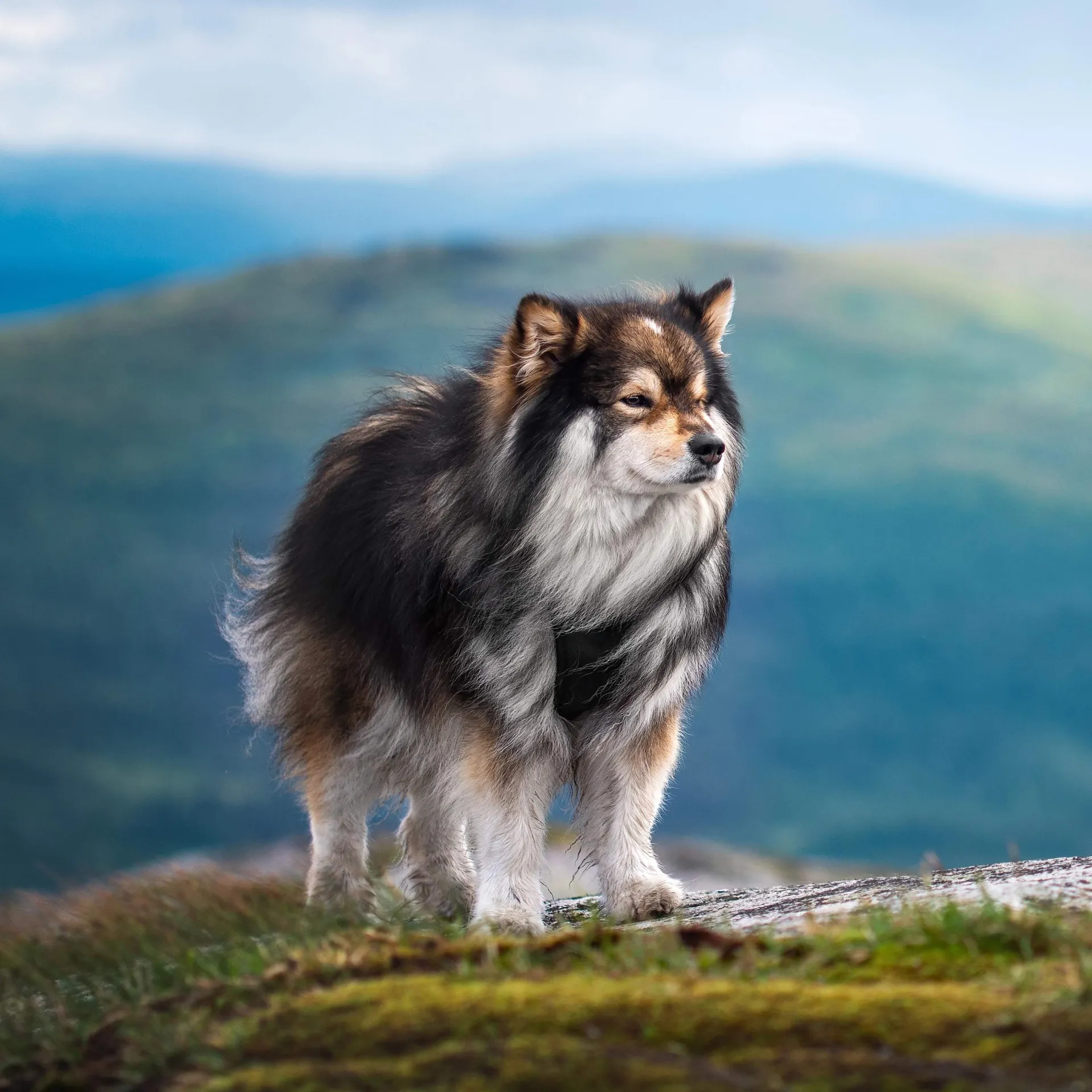 Fluffy black tan and white Finnish Lapphund stands on a rocky surface outdoors