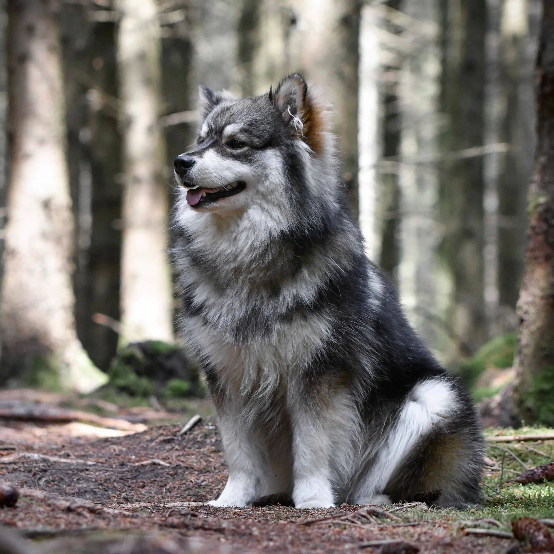 Gray and white Finnish Lapphund with fluffy fur sitting on a forest path