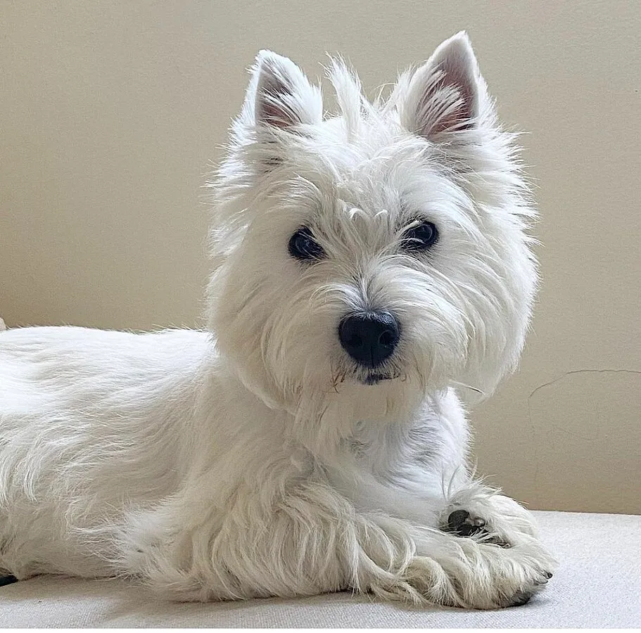 A small fluffy white dog likely a West Highland White Terrier lies down and looks