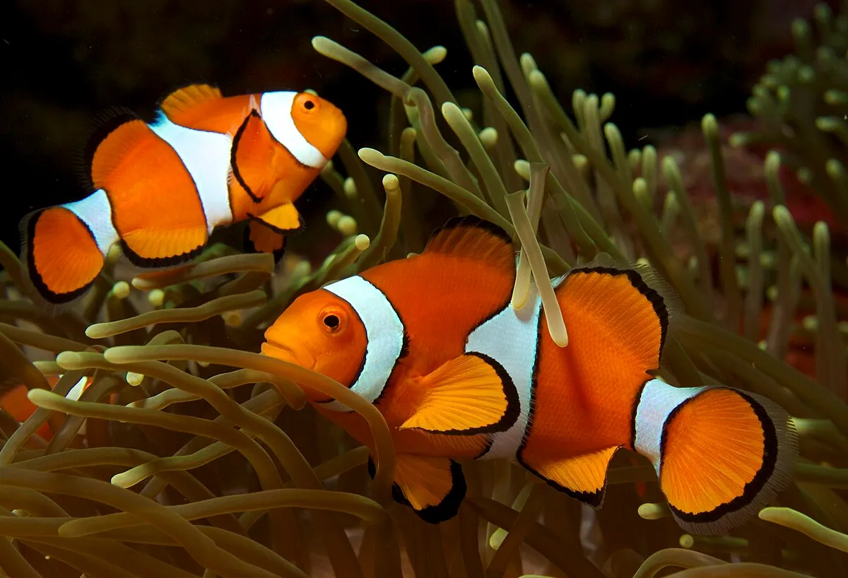 Two vibrant Clown Fish swimming among sea anemone tentacles in coral reef