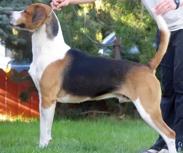 Tricolor English Foxhound with floppy ears stands in profile on green grass being handled