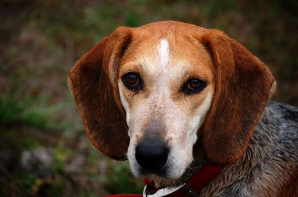 Close up of a tricolor English Foxhound with floppy ears looking forward