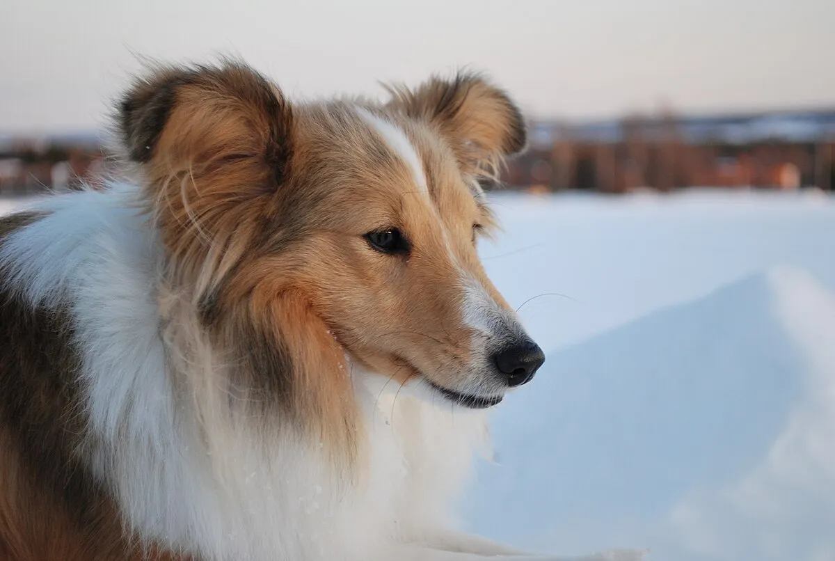 Closeup of a sable and white Shetland Sheepdog looking right in a snowy landscape