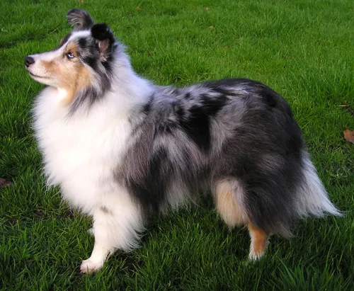 Blue merle Shetland Sheepdog stands alert on green grass looking left