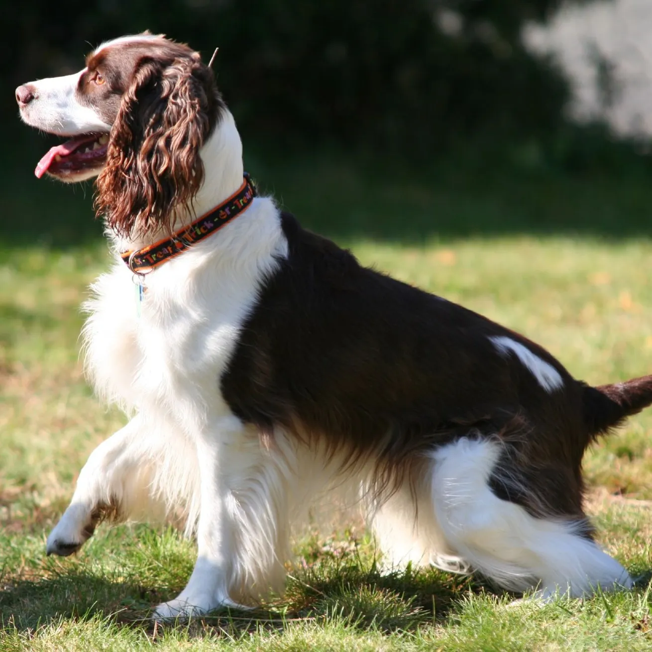 Brown and white English Springer Spaniel with long floppy ears sits on grass