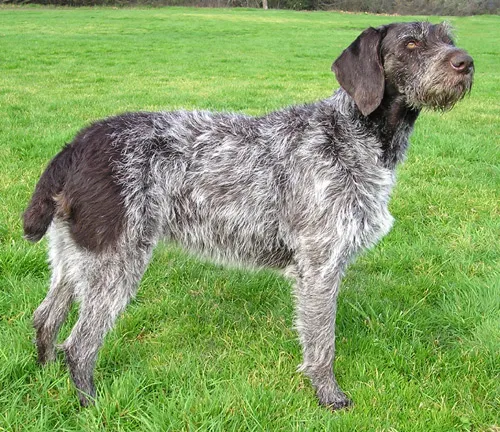 A medium Sized dog with a wiry gray and brown coat and floppy ears