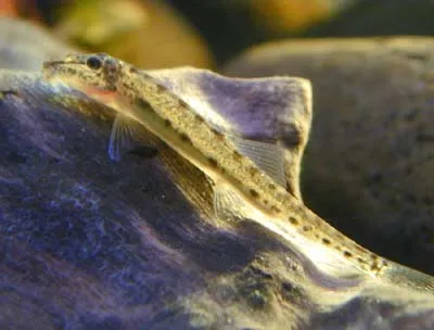 A Horseface Loach with mottled brown markings rests on a light colored log amidst river rocks