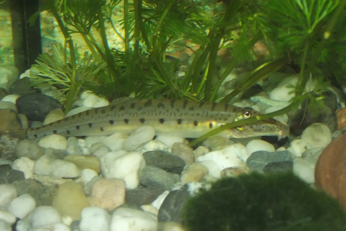 A horseface loach is partially buried in colorful aquarium gravel under a bright light