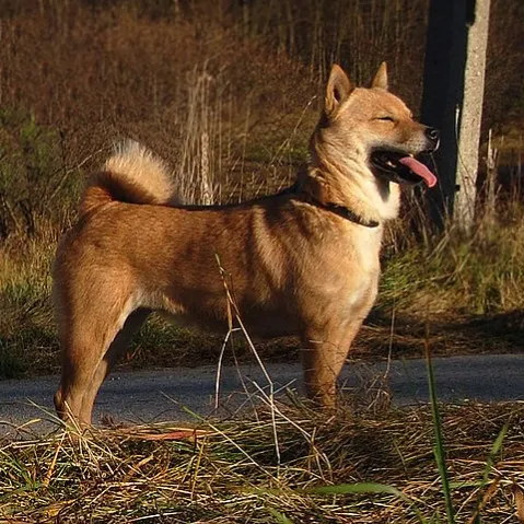 Tan Hokkaido dog with pointed ears and a curled tail panting outdoors in a grassy area