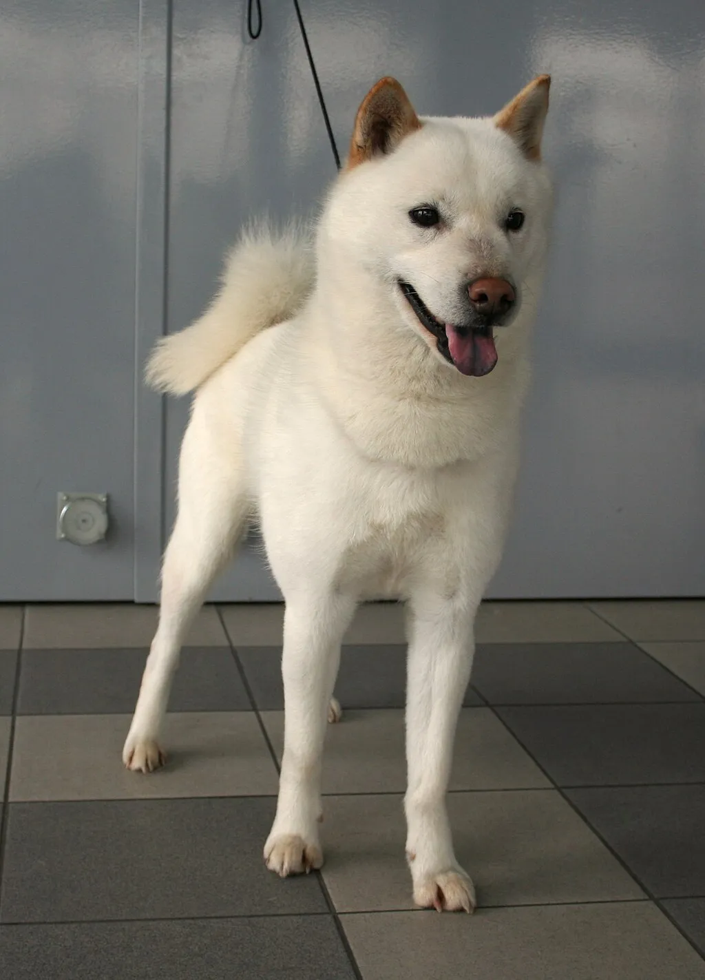 White Hokkaido dog with pointed ears and a curled tail standing on a tiled floor
