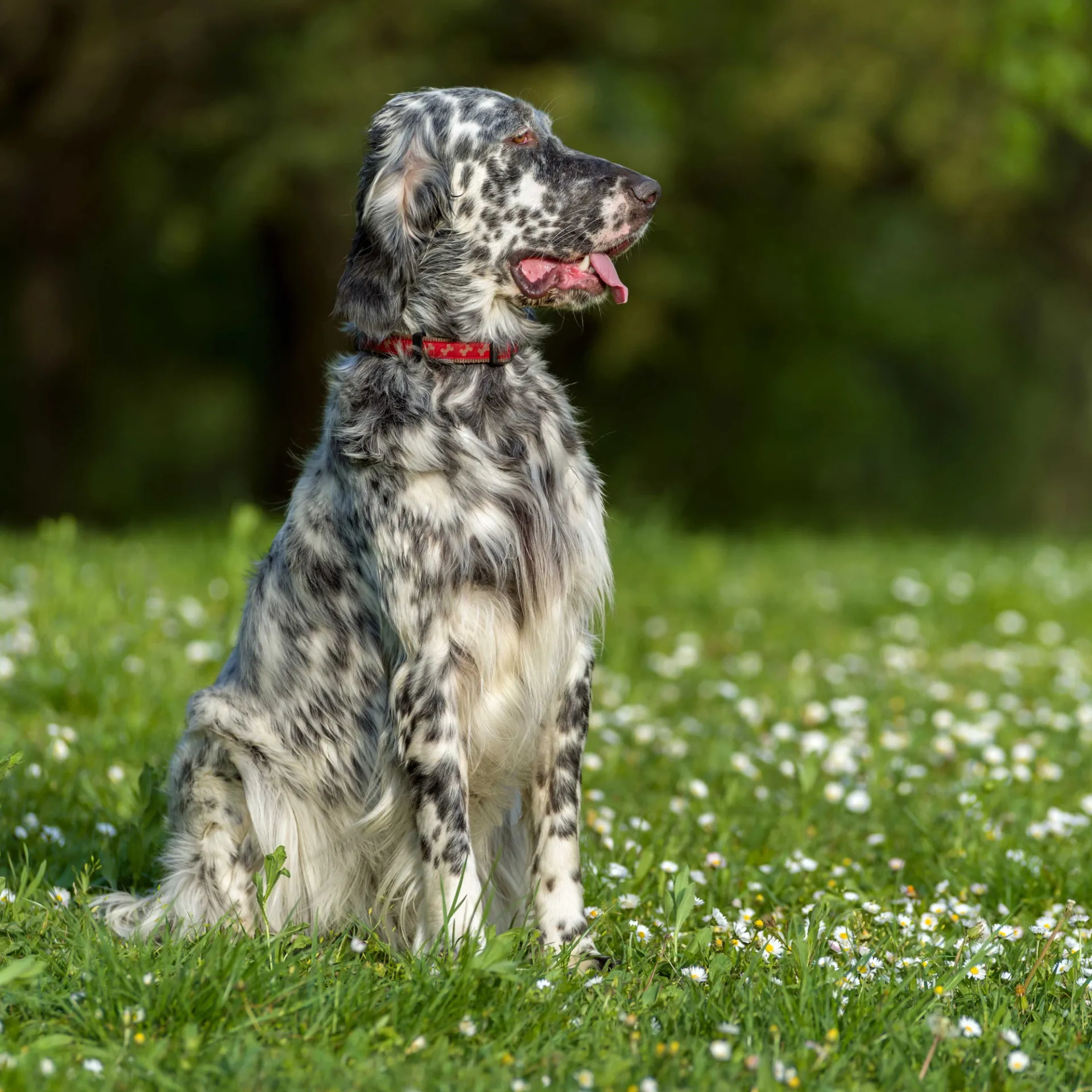 English Setter