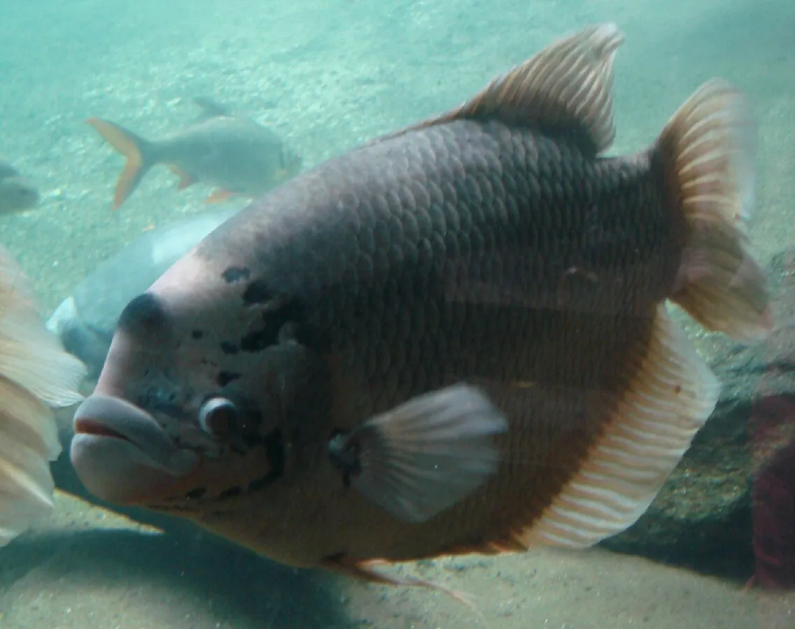 A close up of a Giant Gourami fish with dark scales and a red mouth in an aquarium