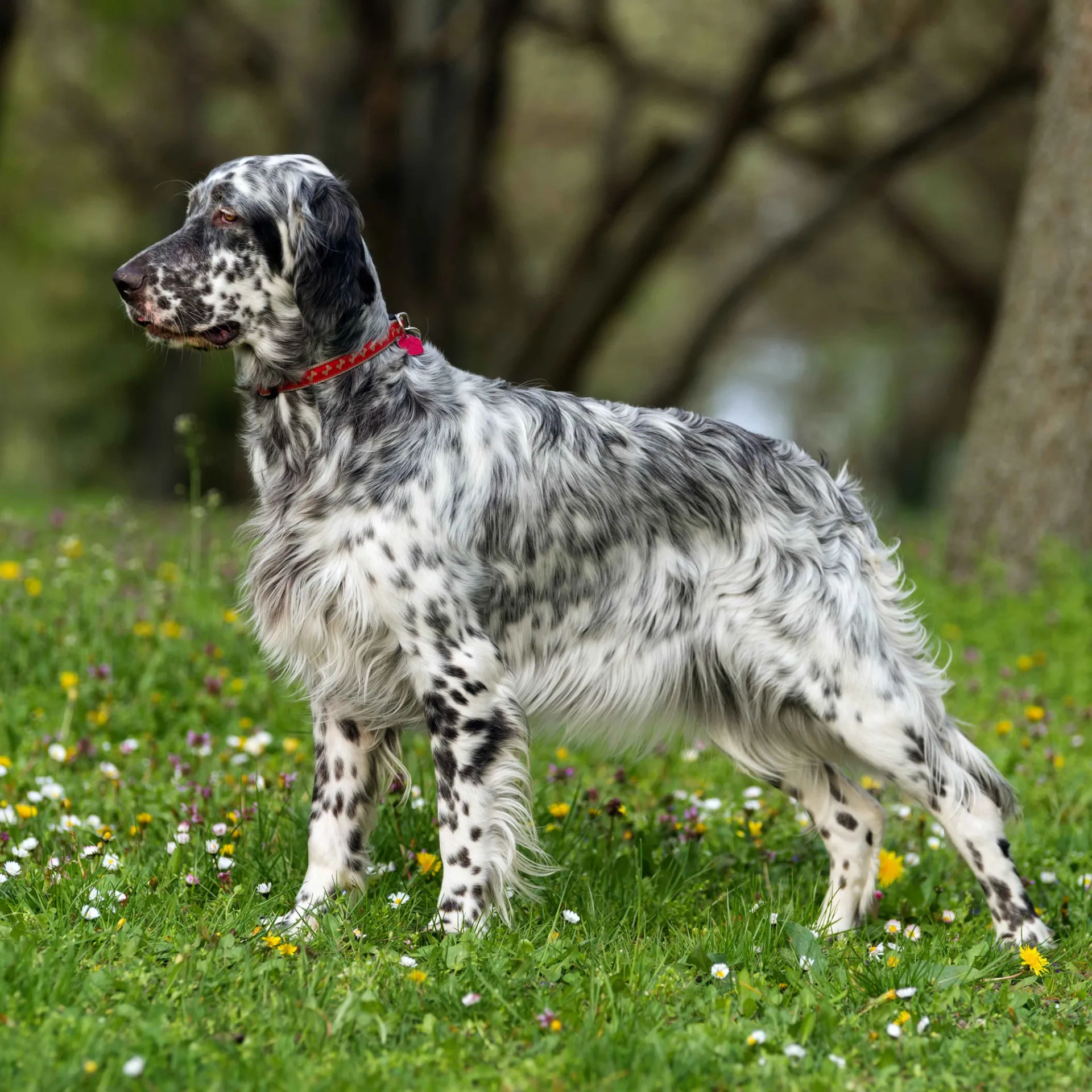 English Setter