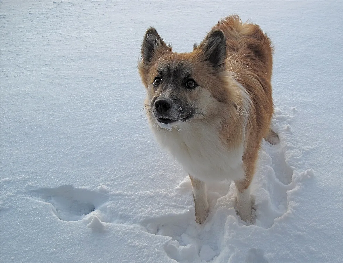 A fluffy medium sized Icelandic Sheepdog with tan and white fur stands in fresh white