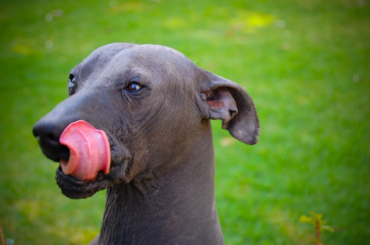 A close up of a gray hairless Xoloitzcuintli dog with its pink tongue sticking