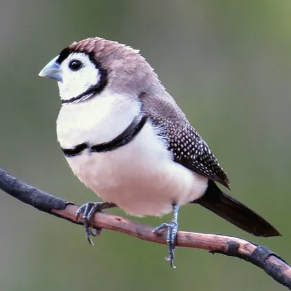 An Owl Finch with a white face and black outlining perches on a branch looking left