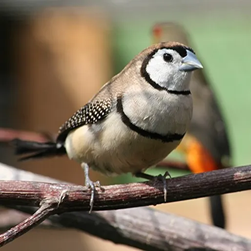 An Owl Finch with a white face and black outlining perches on a branch looking right