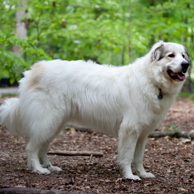 Large white fluffy Great Pyrenees dog stands on ground in a green forest