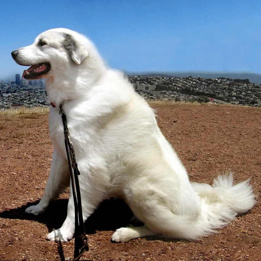 Large white Great Pyrenees dog sits on brown ground with blue sky in background