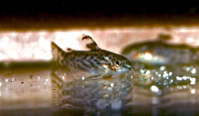 A sixray corydoras with striped patterns swims near the waters surface reflecting below it