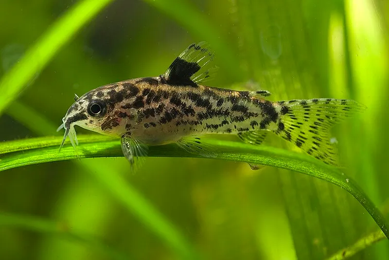 A small sixray corydoras with a spotted body and fins rests horizontally on a slender green plant