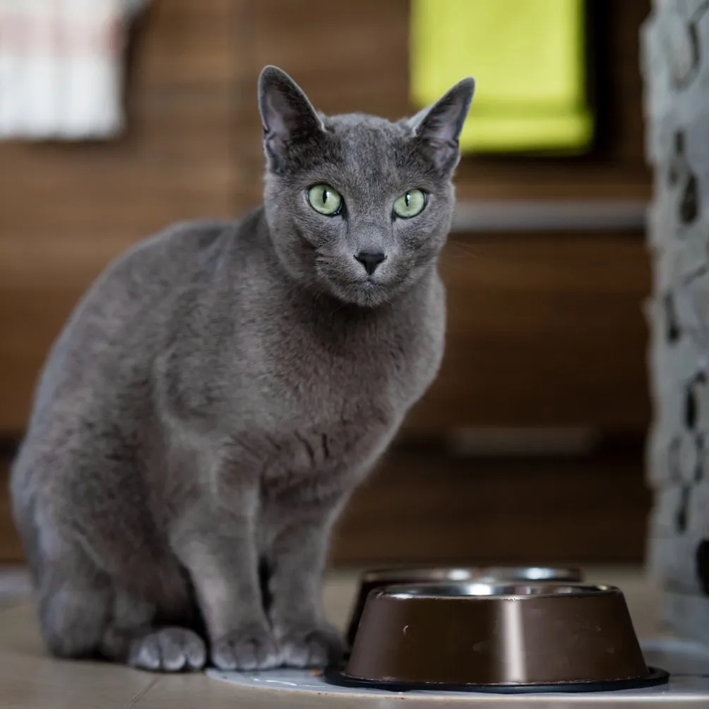 Graceful grey Russian Blue cat with vivid green eyes