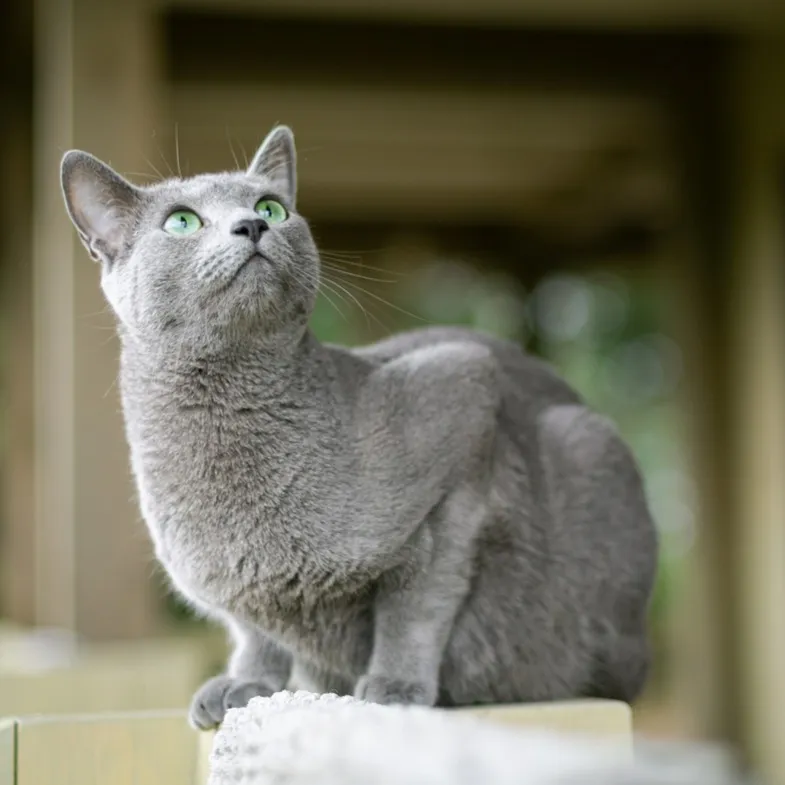 Grey Russian Blue cat with striking green eyes sitting attentively near a metal food bowl