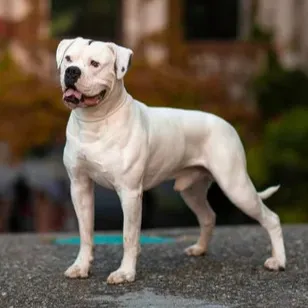 White American Bulldog with black spots stands on a textured surface panting